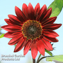 Sunflower 'Claret' F1 Hybrid - Kew Flowerhouse Seed Collection