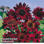Sunflower 'Claret' F1 Hybrid - Kew Flowerhouse Seed Collection
