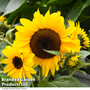 Sunflower 'Dancing Sun'