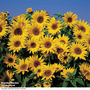 Sunflower 'Dwarf Yellow Spray' - Seeds