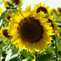 Sunflower 'Elite Sun' F1 Hybrid - Seeds