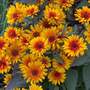 Heliopsis helianthoides var. scabra 'Funky Spinner'