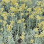 Helichrysum italicum 'Korma'