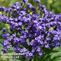 Heliotrope 'Marine'