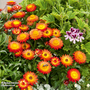 Helichrysum bracteatum 'Nevada Orange'