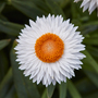 Helichrysum bracteatum 'Nevada White'