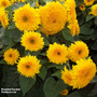Sunflower 'Sunshot Golds Mixed' F1 Hybrid - Seeds