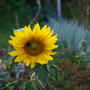 Sunflower 'Sunspot' - Seeds