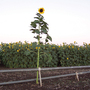 Sunflower 'Tall Timbers' - Seeds
