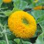 Mr. Men™ Little Miss™ Sunflower 'Teddy Bear' - Seeds