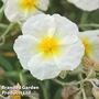 Helianthemum 'The Bride'