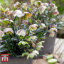 Hellebore x sahinii 'Winterbells'