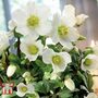 Hellebore Niger Bare Root Plants