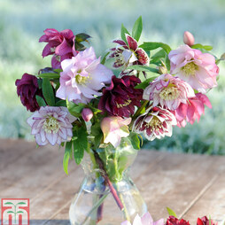 Hellebore 'Double Mixed'