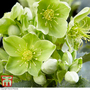 Hellebore argutifolius