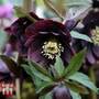 Hellebore 'Double Black'