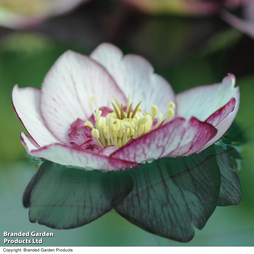 Hellebore 'Single White Picotee'