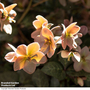 Hellebore 'Merlin'
