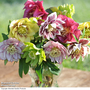 Hellebore 'Breeder's Mix'