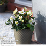 Hellebore 'Christmas Carol' - Gift