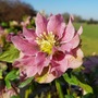 Hellebore 'Double Pink'