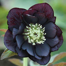 Hellebore 'Double Midnight Black'