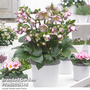 Helleborus 'Frostkiss Glenda?s Gloss'