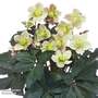 Helleborus x ballardiae 'Merlin' - Gift