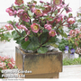 Helleborus 'Frostkiss Penny?s Pink'