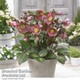 Helleborus 'Frostkiss Pippa?s Purple'