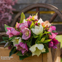 Hellebore 'Winter Flowering Hybrid Mix Improved' - Seeds