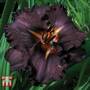 Hemerocallis 'Longfield's Black Magic'