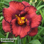 Hemerocallis 'Berrylicious'