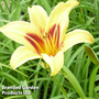 Hemerocallis 'Bonanza'