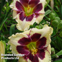 Hemerocallis 'Celebration of Angels'