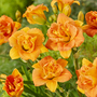 Hemerocallis 'Double Orange Zephyr'