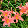 Hemerocallis 'Dress Code'