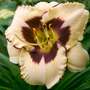 Hemerocallis 'Peach Pudding'