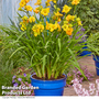 Hemerocallis 'See You Tomorrow'