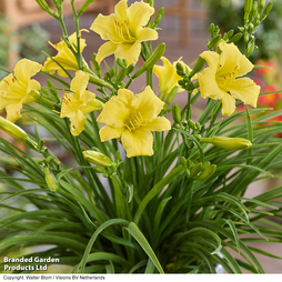 Hemerocallis 'Stella Citron'