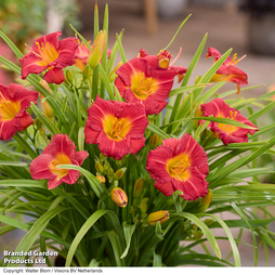 Hemerocallis 'Stella Rouge'