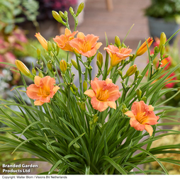 Hemerocallis 'Stella Tangerine'