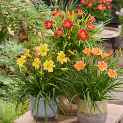 Hemerocallis 'Stella Trio'