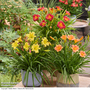 Hemerocallis 'Stella Trio'