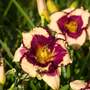 Hemerocallis 'Tropical Surprise'
