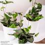 Hemionitis arifolia