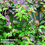 Aztec Sweet Herb 'Colada' (Botanical Infusions Plants)