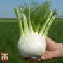 Fennel 'Dragon' F1 Hybrid - Seeds