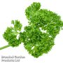 Parsley 'Champion Moss Curled' - Easy Grow Range
