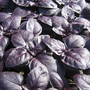 Basil 'Crimson King' - Seeds